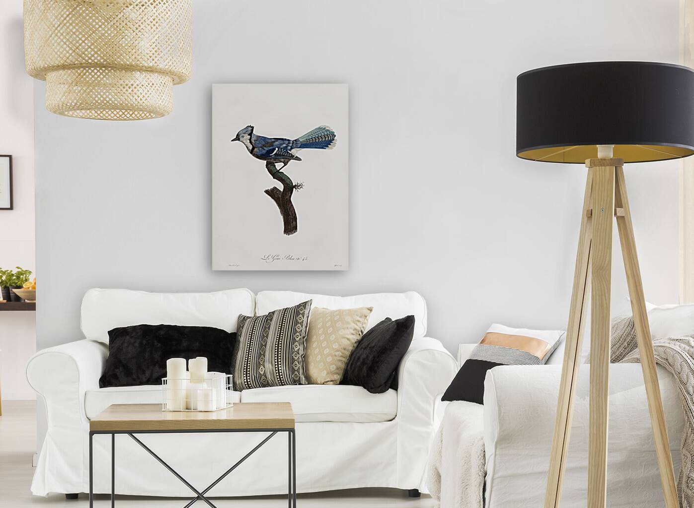 Blue Jay  Reproduction