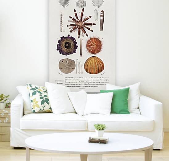 Different types of sea urcnhins Reproduction