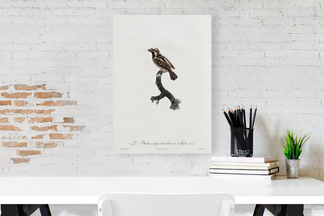 Old braeded tachuri  Reproduction