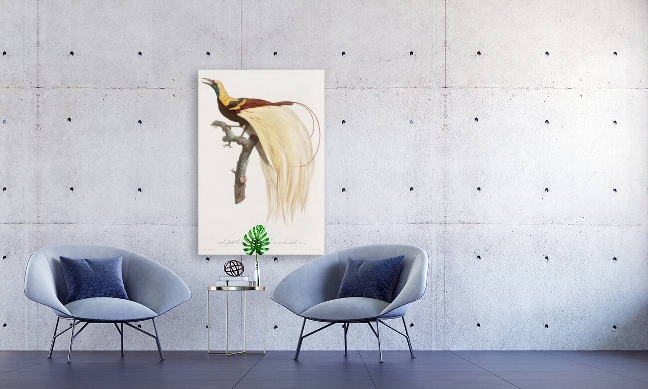 Young emperor bird-of-paradise male  Reproduction