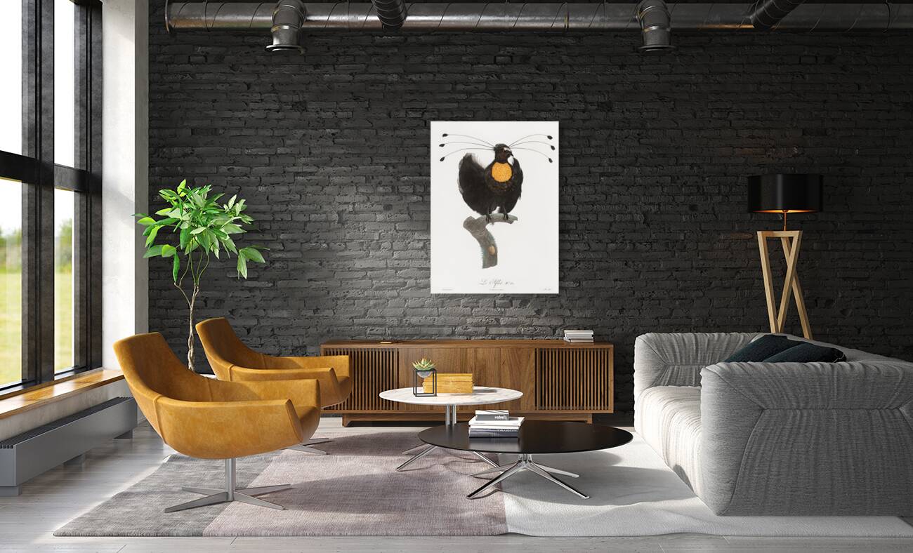 Western parotia  Reproduction