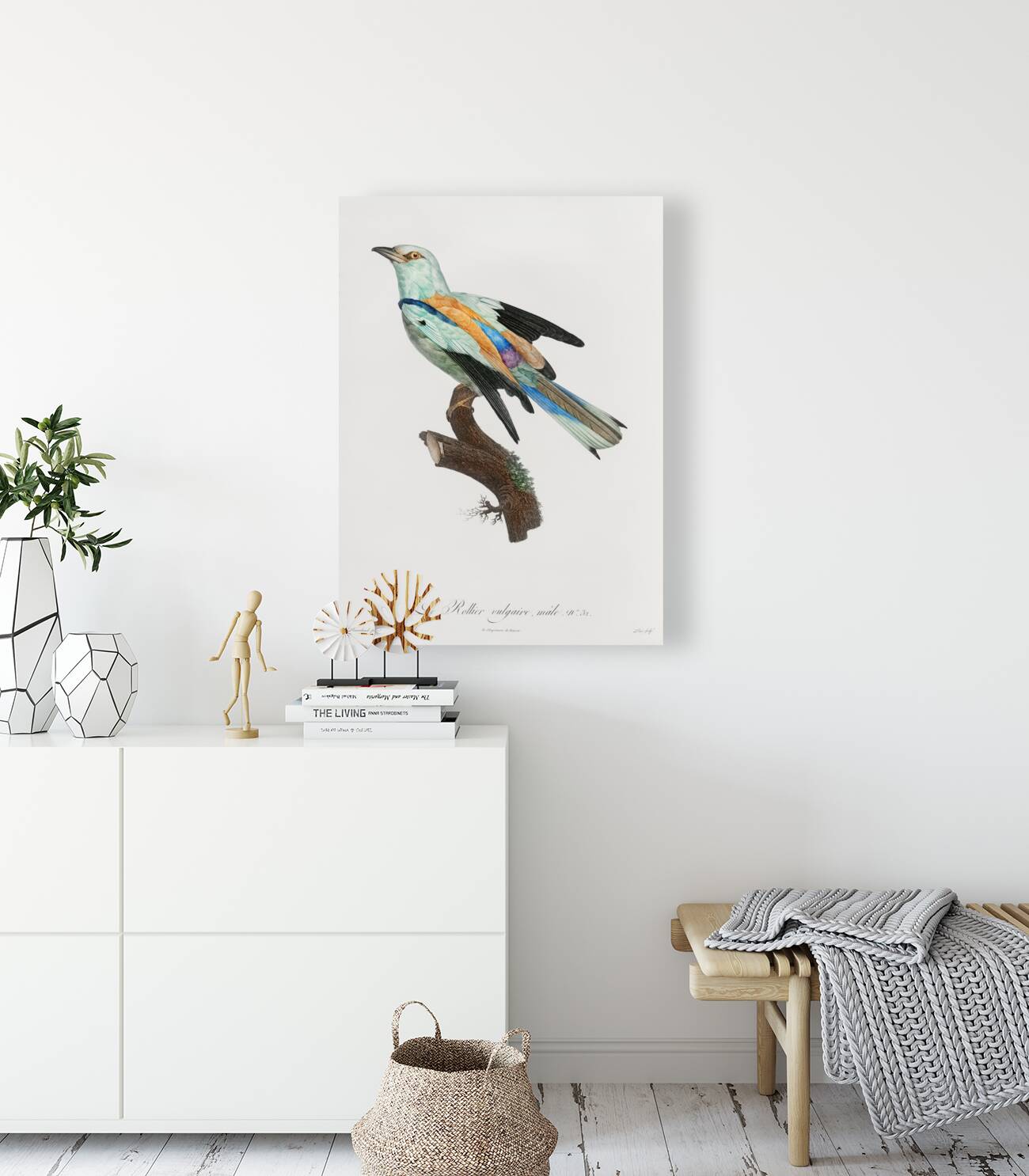 Abyssinian roller male  Reproduction