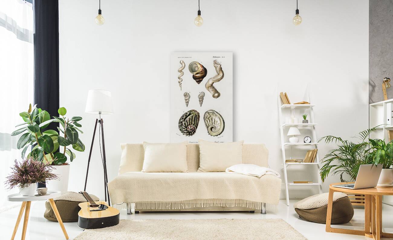 Different types of mollusks Reproduction