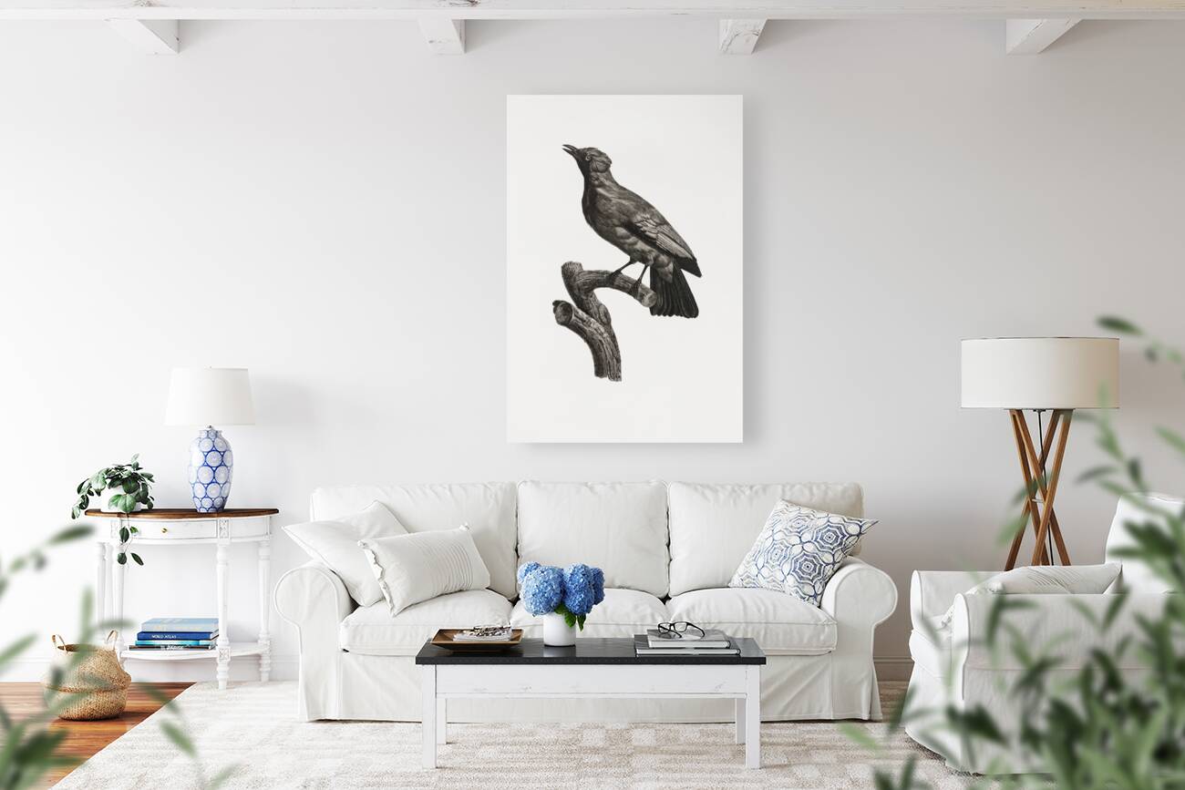 Paradise crow male  Reproduction