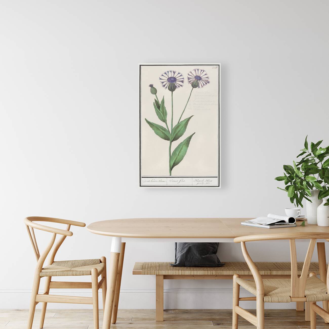 Centaury flower in vintage style Reproduction