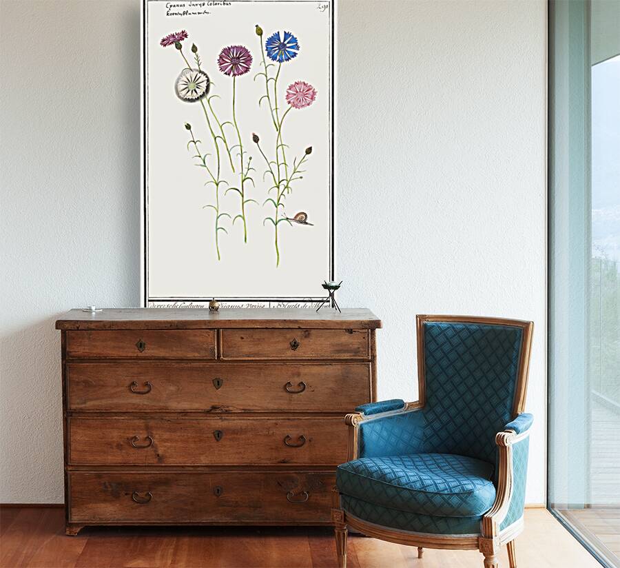 Cornflower in vintage style Reproduction