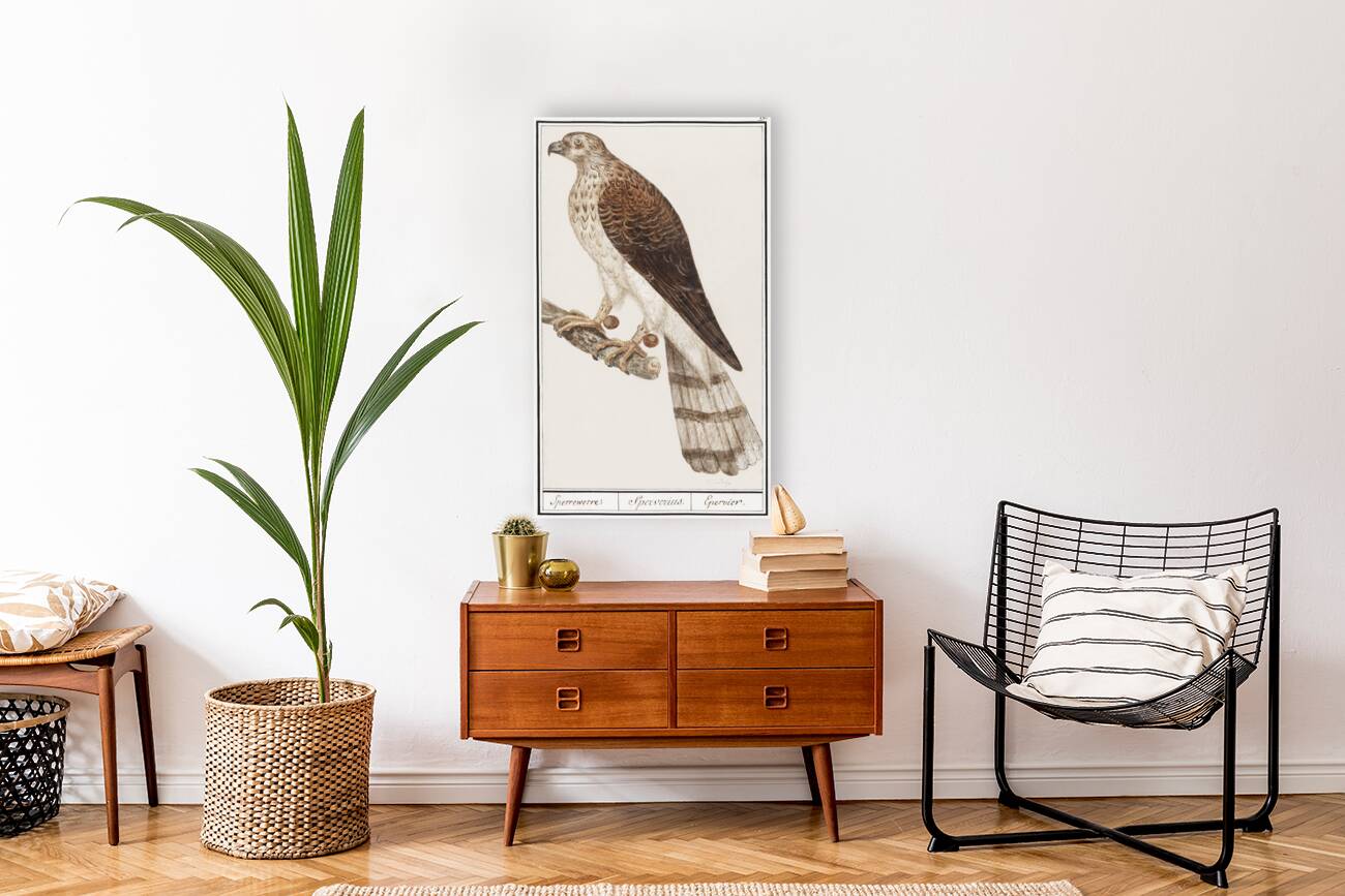 Northern goshawk vintage style Reproduction