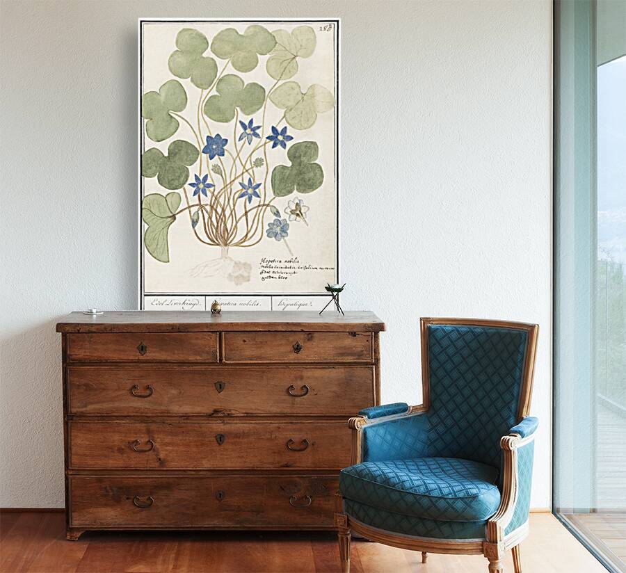 Hepatica in vintage style Reproduction