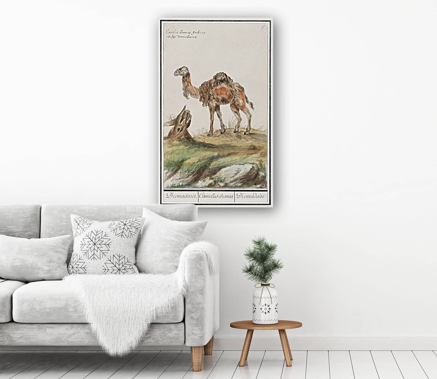 Dromedary in vintage style Reproduction