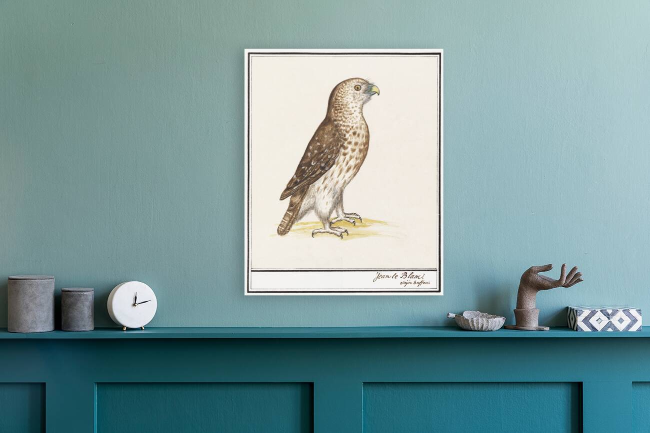 Short toed eagle in vintage style Reproduction