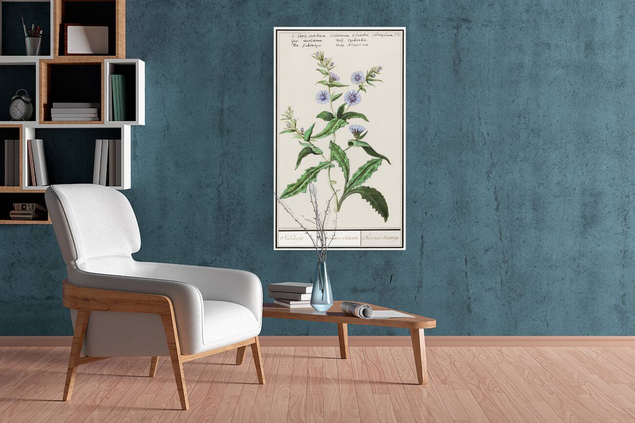 Chicory in vintage style Reproduction