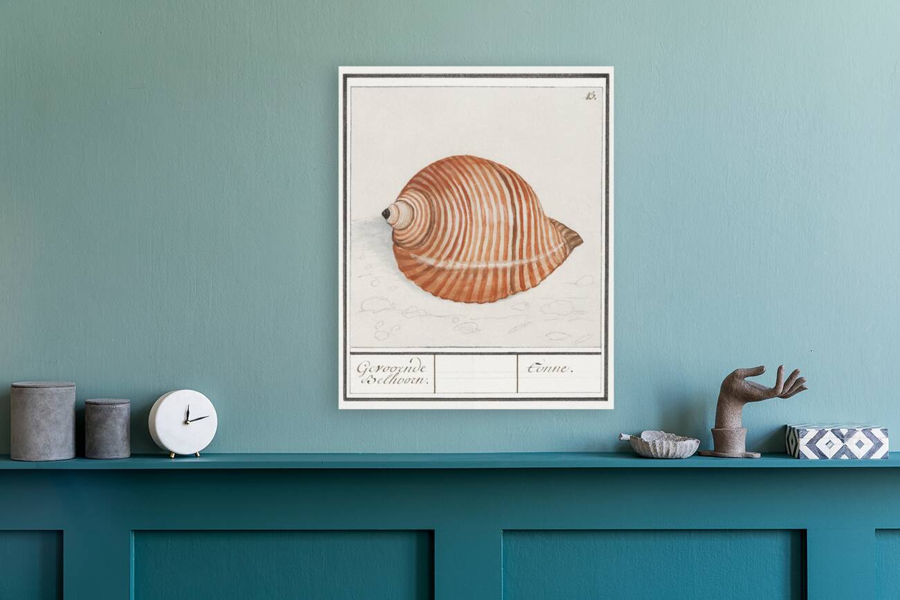 Sea shell in vintage style Reproduction