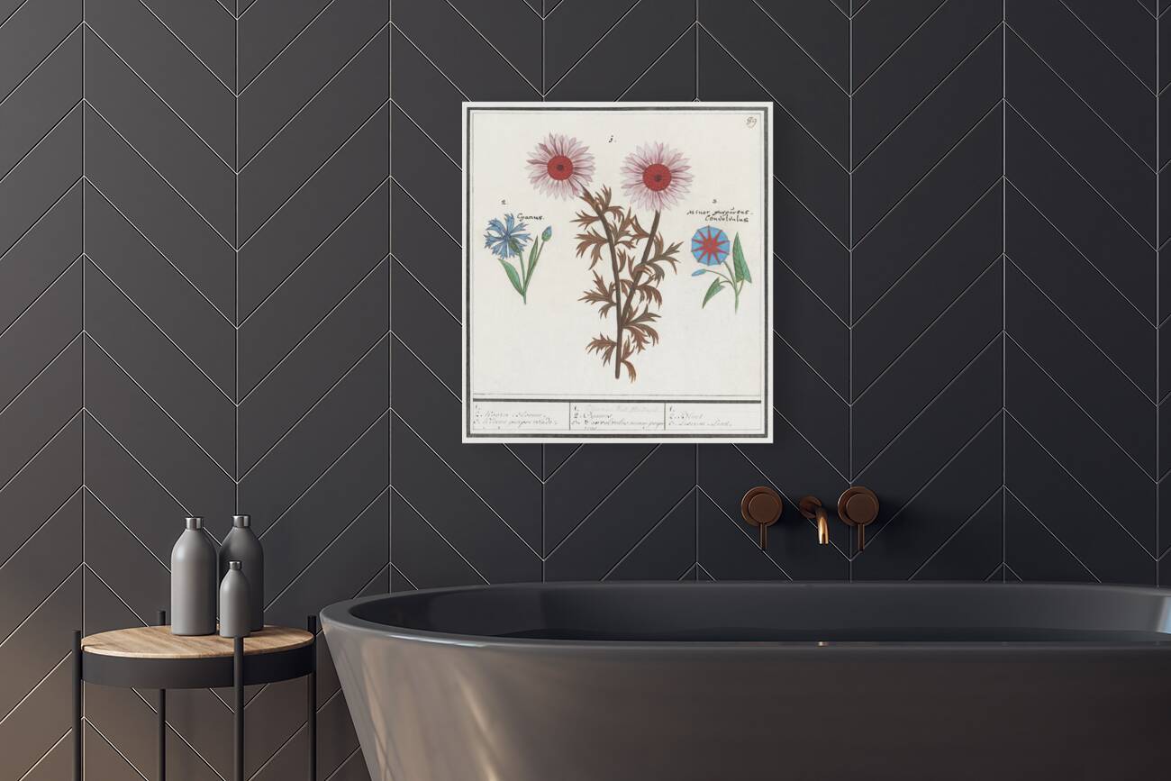 Bachelors button and morning glory Reproduction