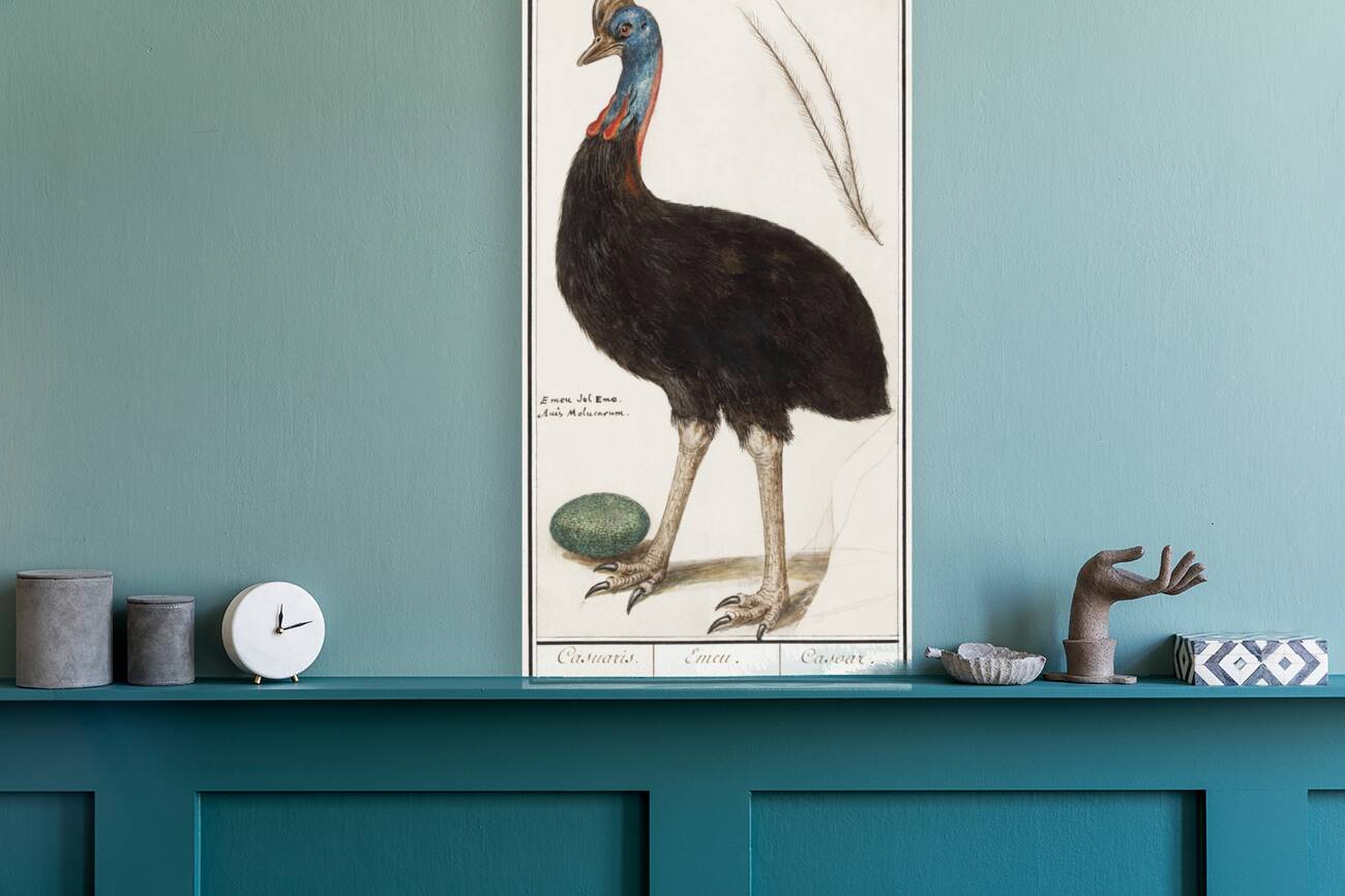 Cassowary vintage style Reproduction