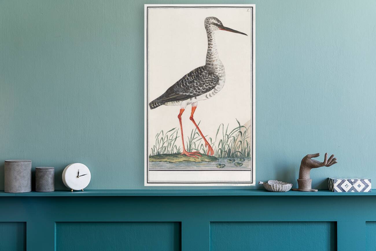 Redshank in vintage style Reproduction