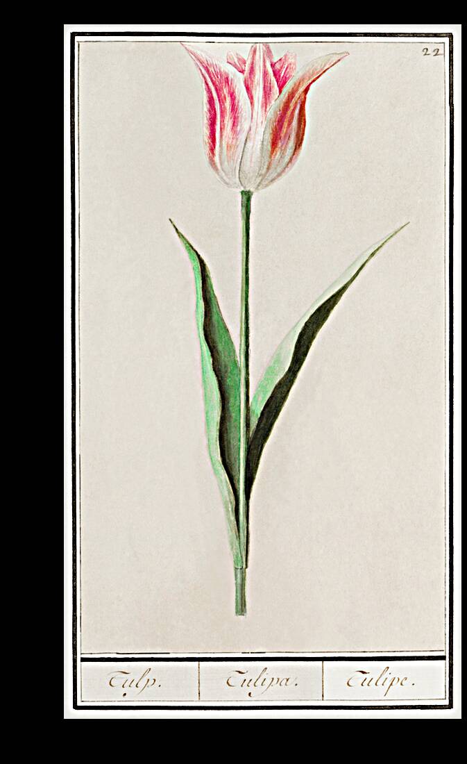 Tulip in vintage style Reproduction