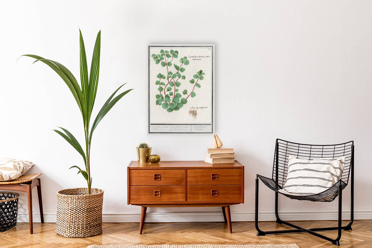 Cymbalaria in vintage style Reproduction