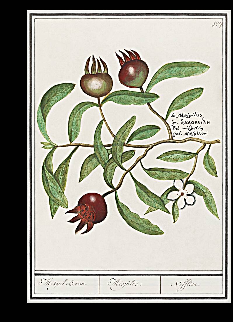 Medlar in vintage style Reproduction