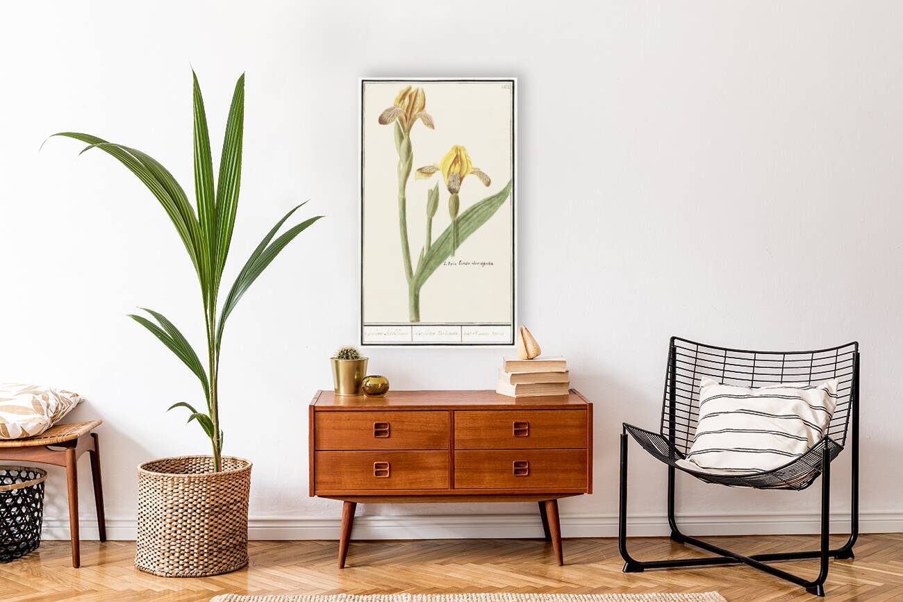 Yellow iris in vintage style Reproduction