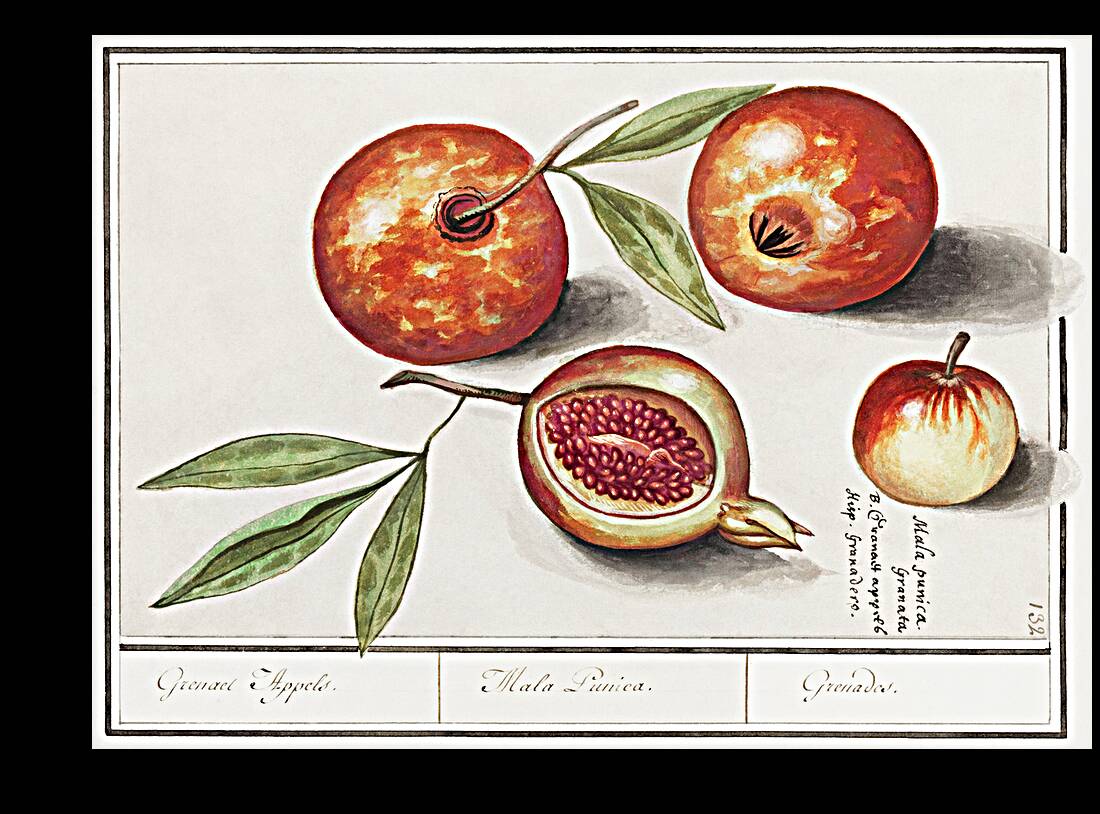 Olive in vintage style Reproduction