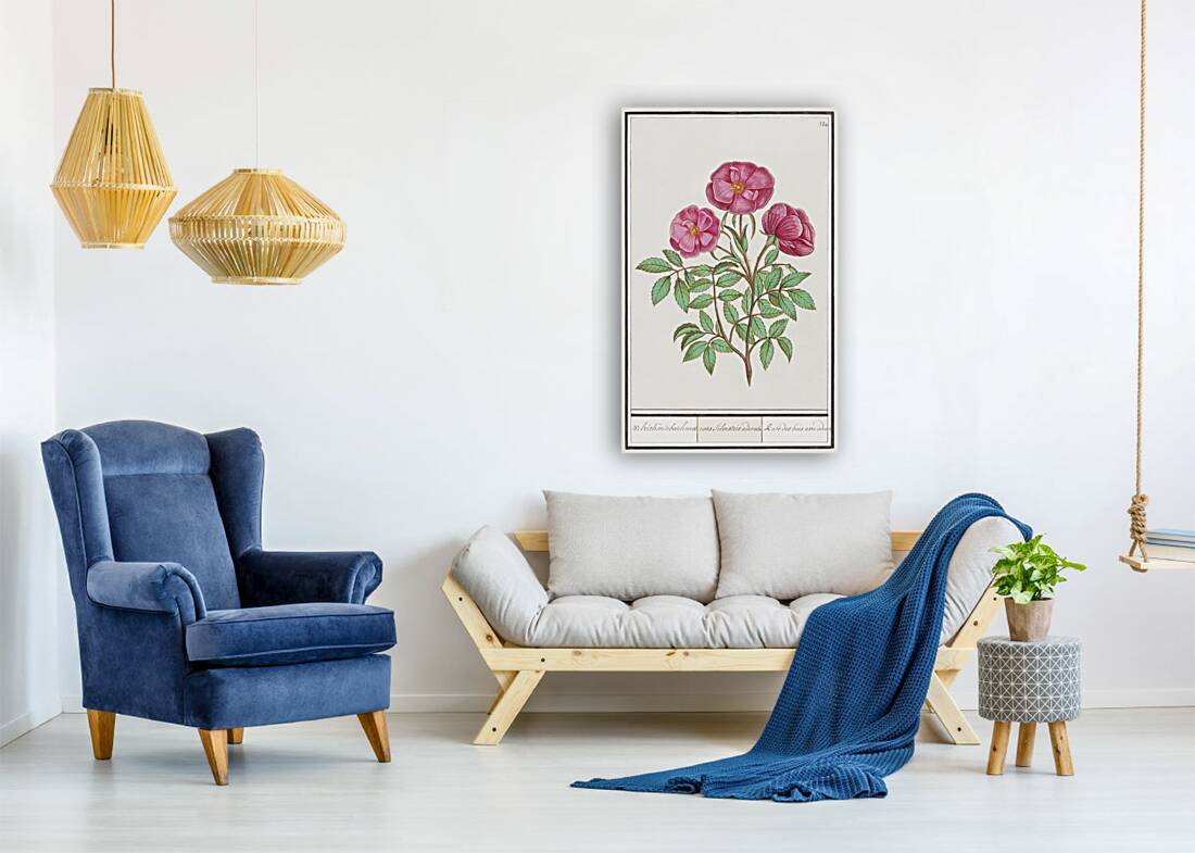 Wild rose in vintage style Reproduction