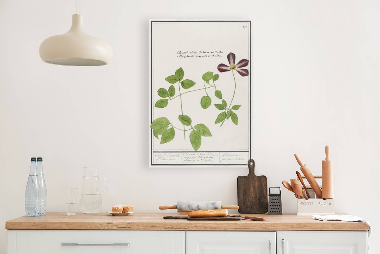 Moluccan cockatoo vintage style Reproduction