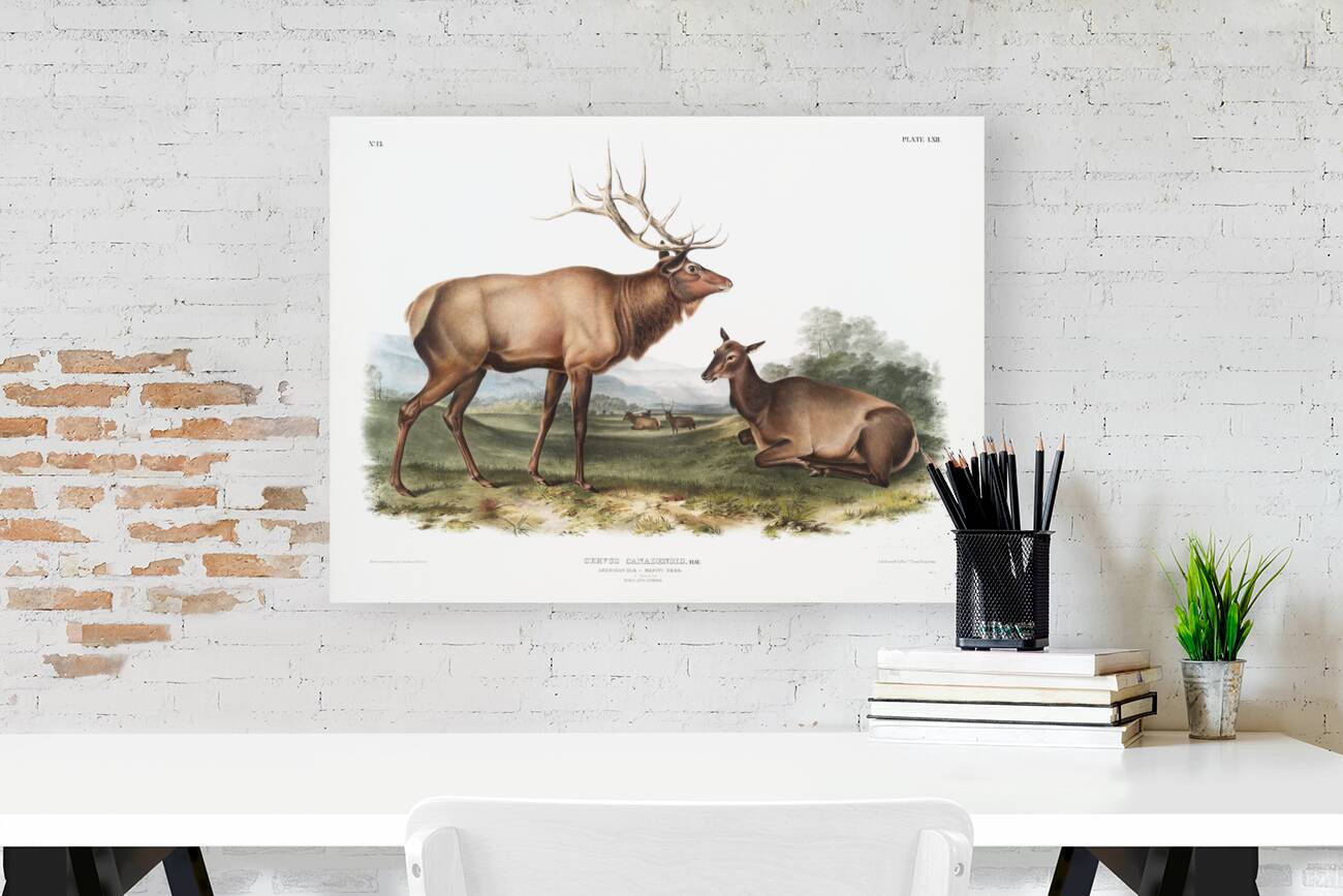 American Elk Cervus Canadensis  Reproduction
