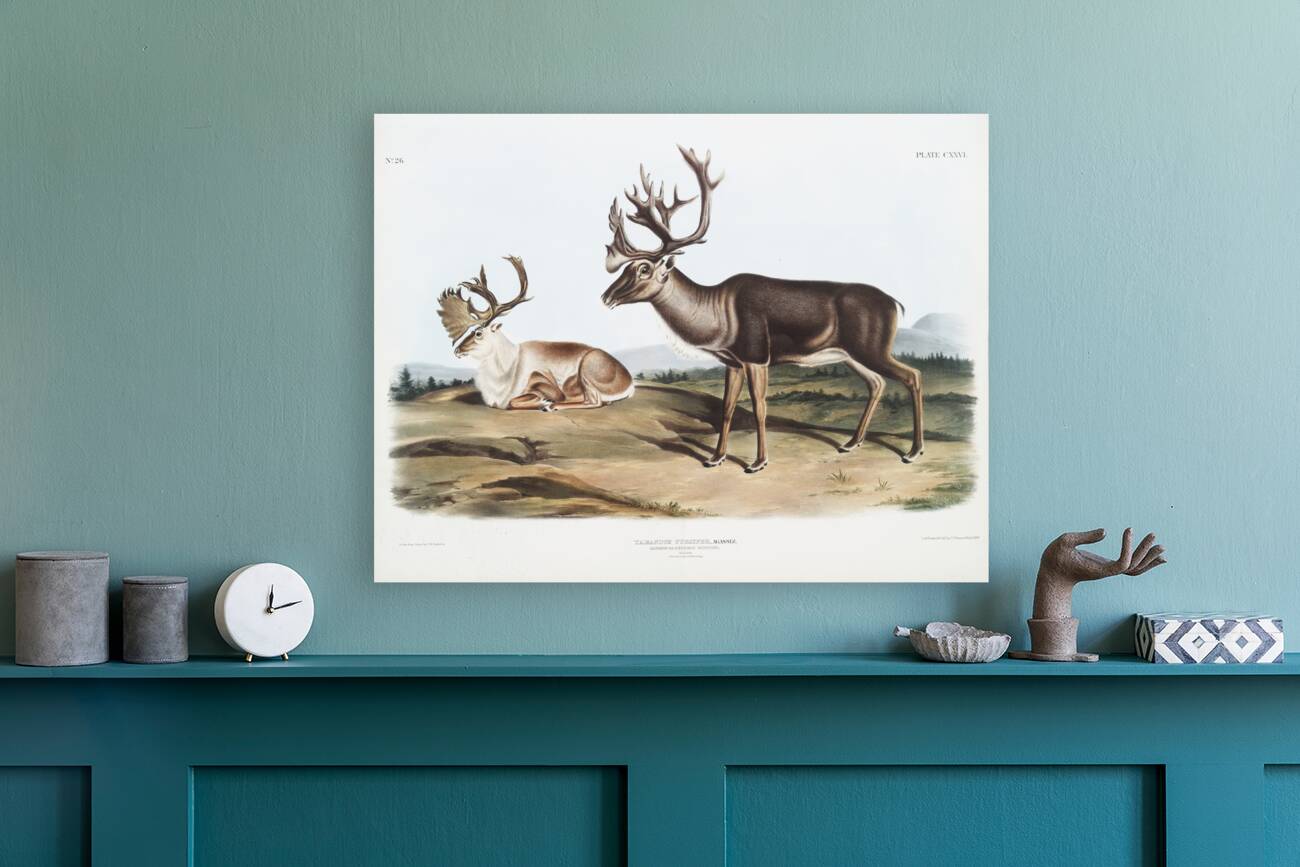 Caribou or American Rein Deer Tarandus furcifer  Reproduction