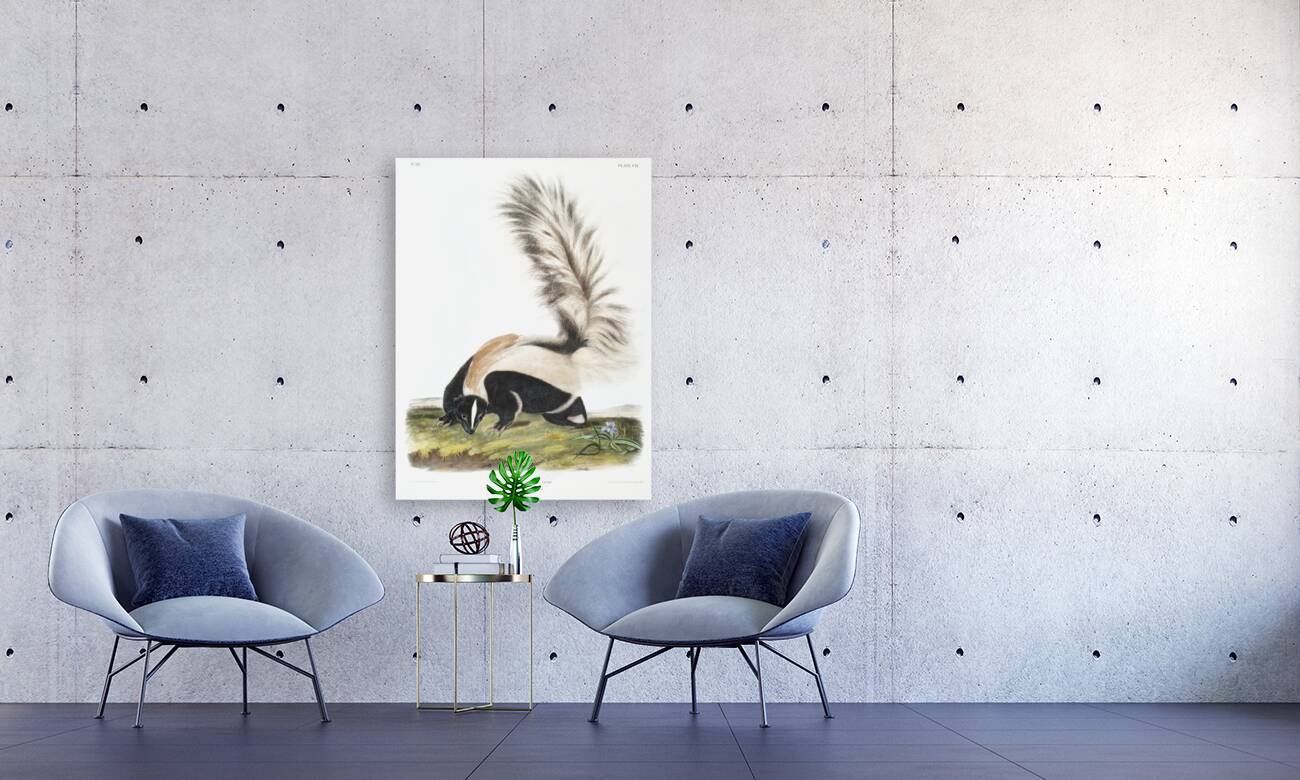 Large-tailed Skunk Mephitis macroura  Reproduction