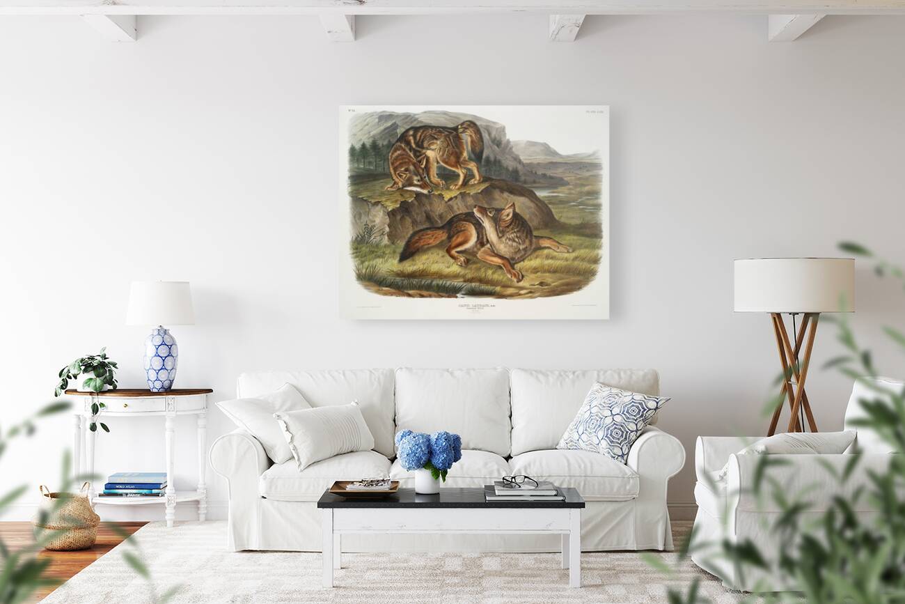 Prairie Wolf Canis latrans  Reproduction