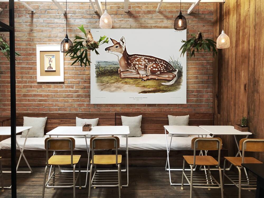 Columbian Black-tailed Deer Cervus Richardsonii  Reproduction