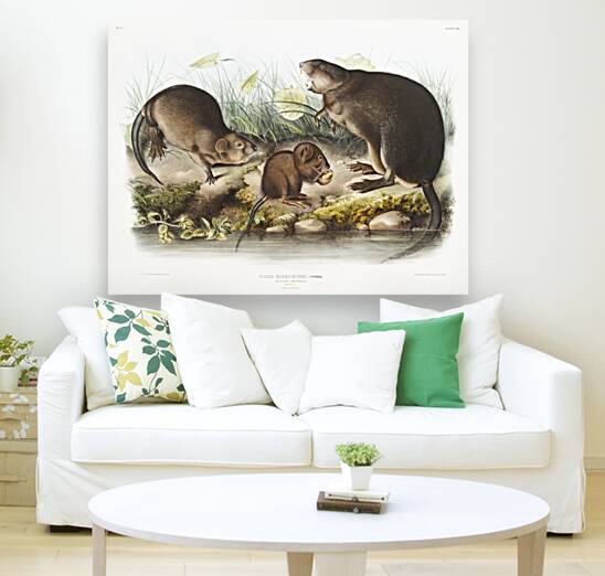 Musk-Rat Musquash Fiber Zibethicus  Reproduction