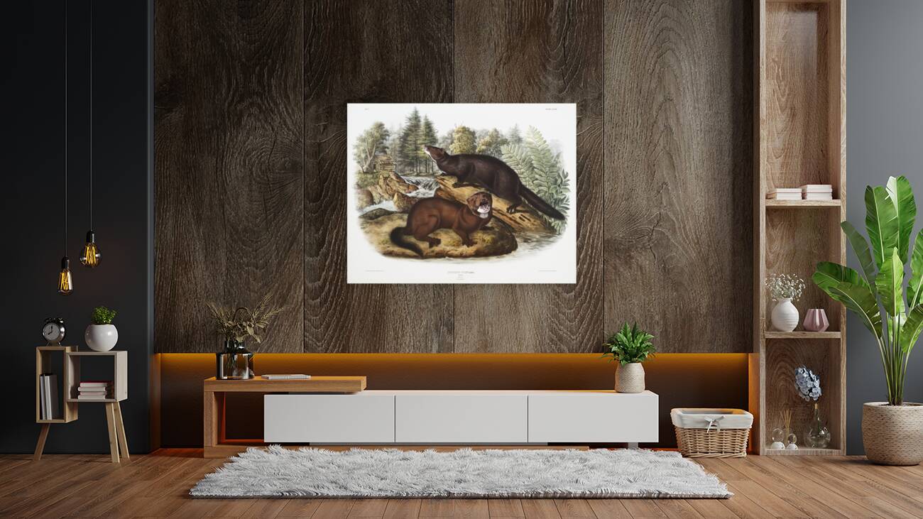 Mink Putorius vison  Reproduction