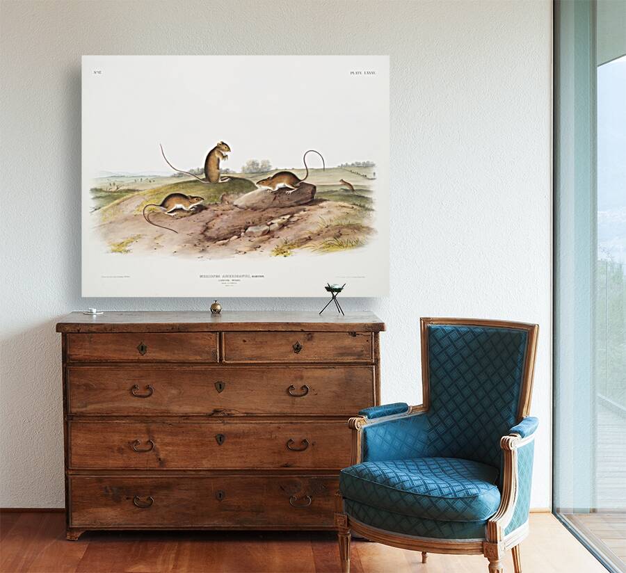 Jumping Mouse Meriones Americanus  Reproduction