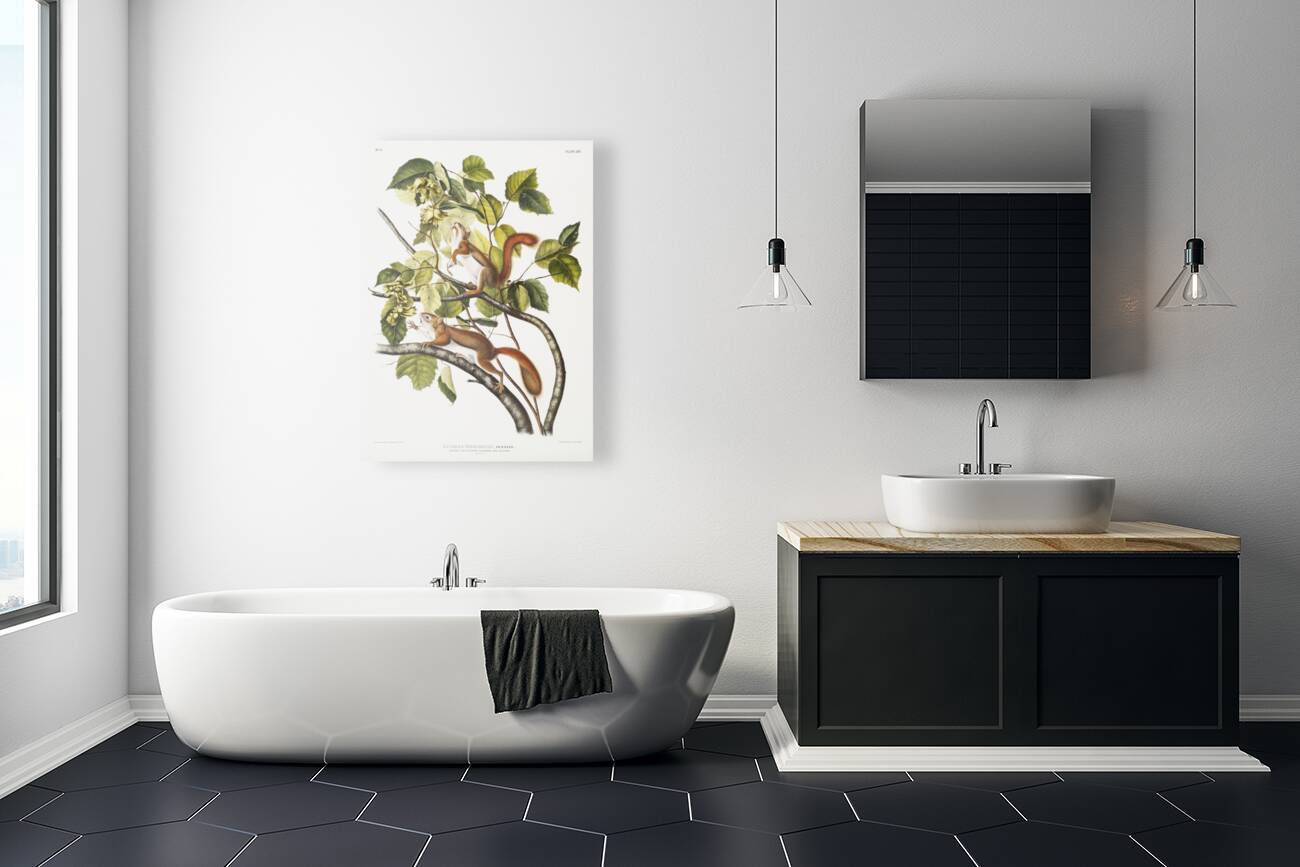 Bay Squirrel Chickaree Red Squirrel Sciurus Hudsonius  Reproduction