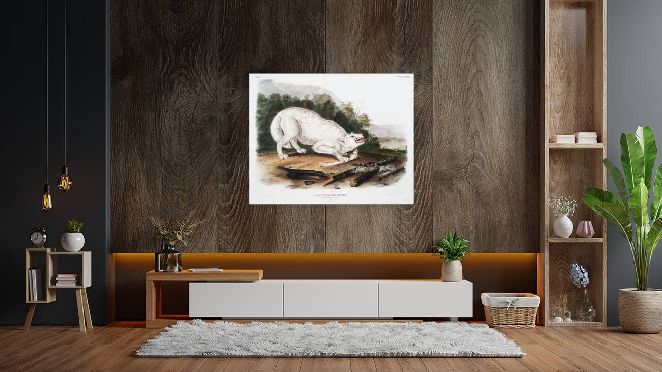White American Wolf Canis lupus  Reproduction