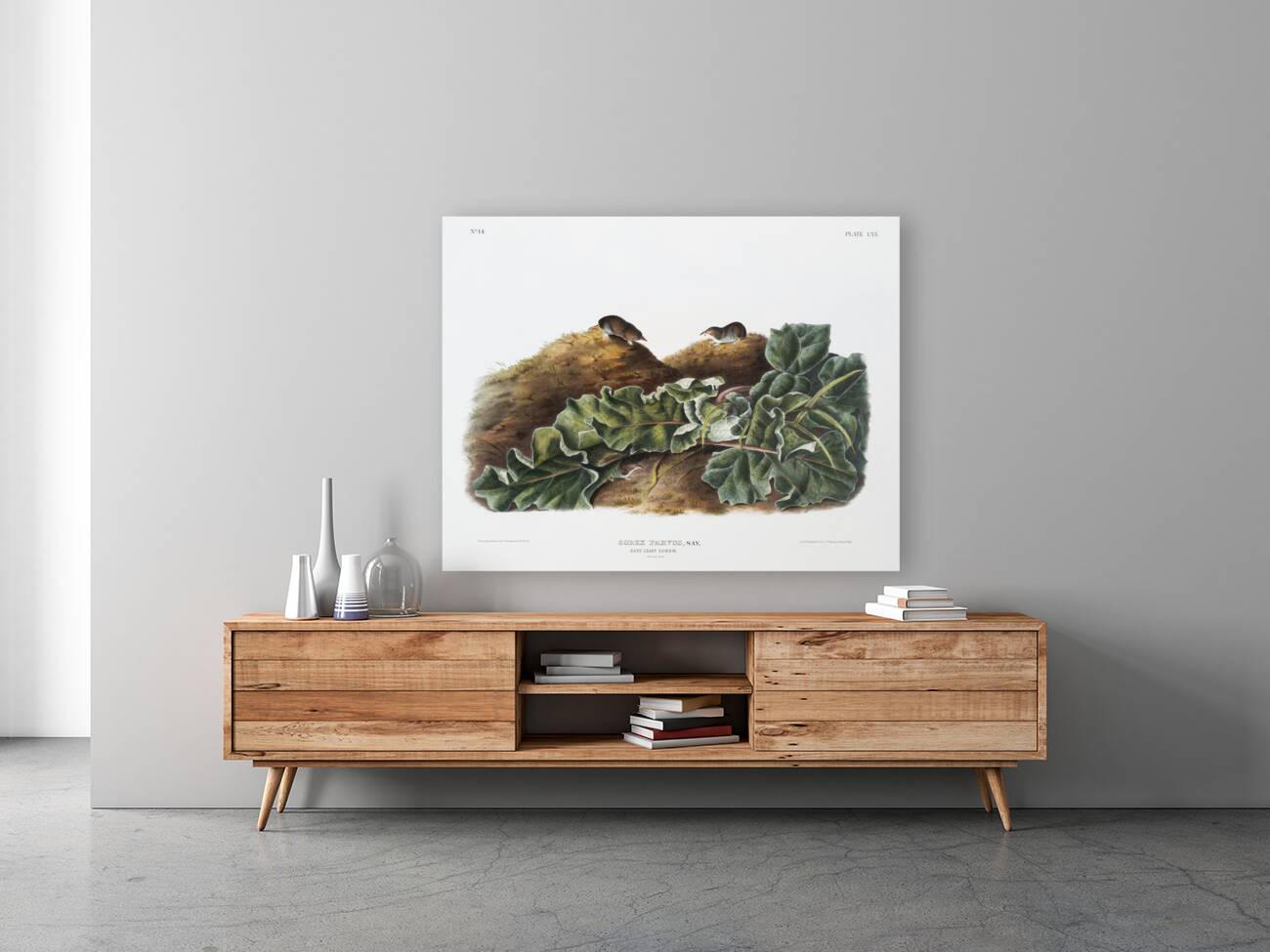 Least Shrew Sorex parvus  Reproduction