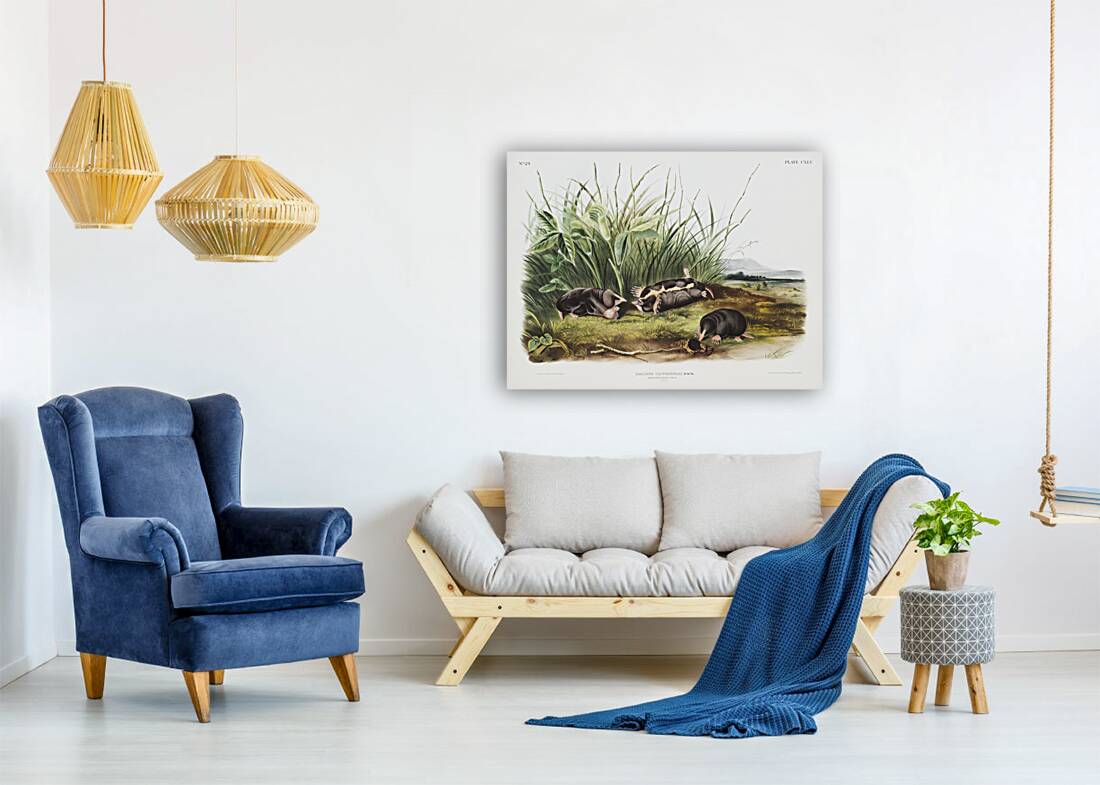 Shrew Mole Scalops Townsendii  Reproduction