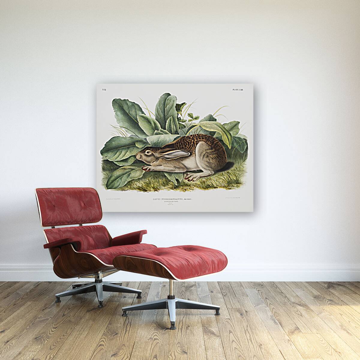 Black-tailed Hare Lepus negricaudatus  Reproduction