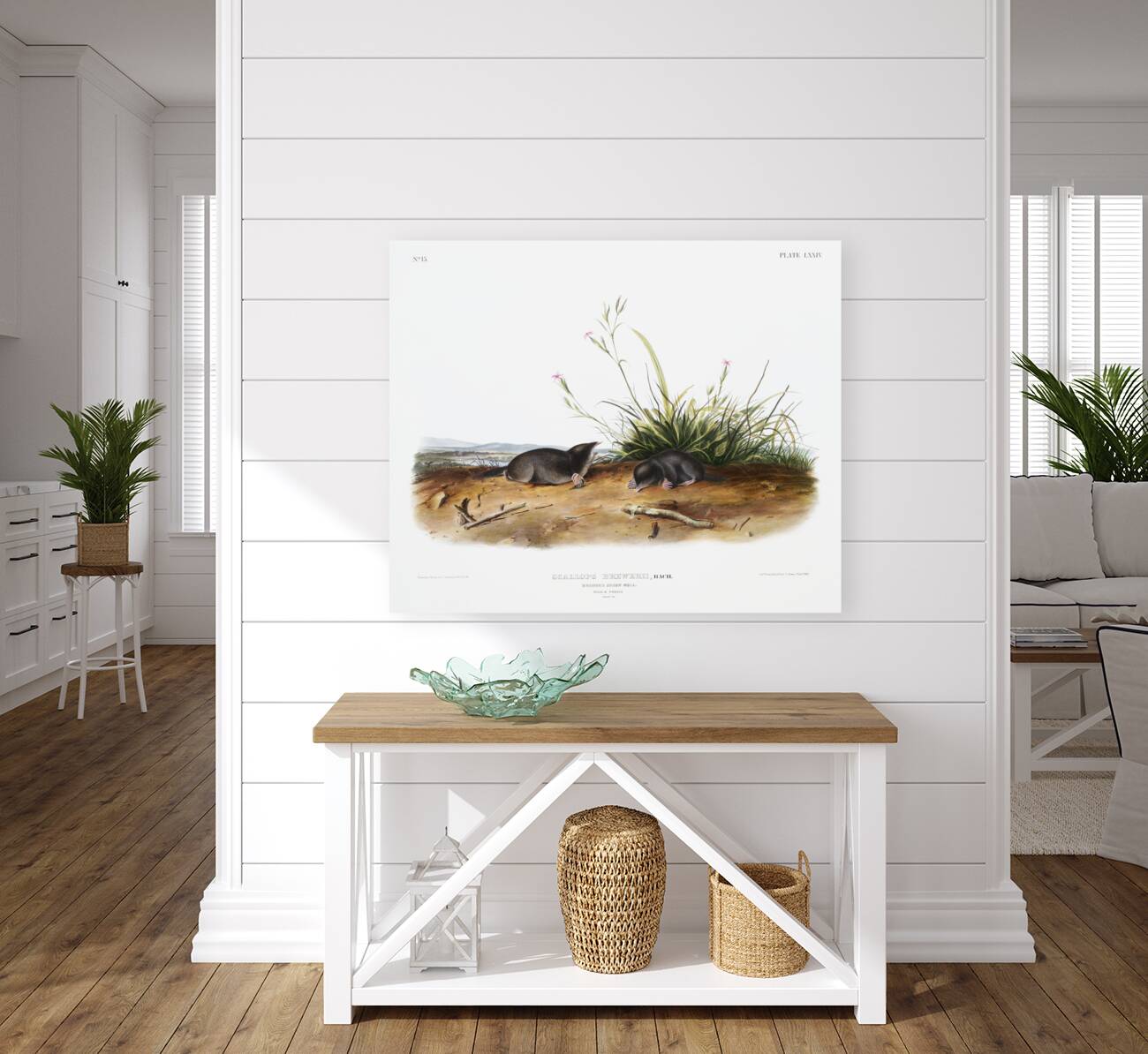 Shrew Mole Scallops Brewerii  Reproduction