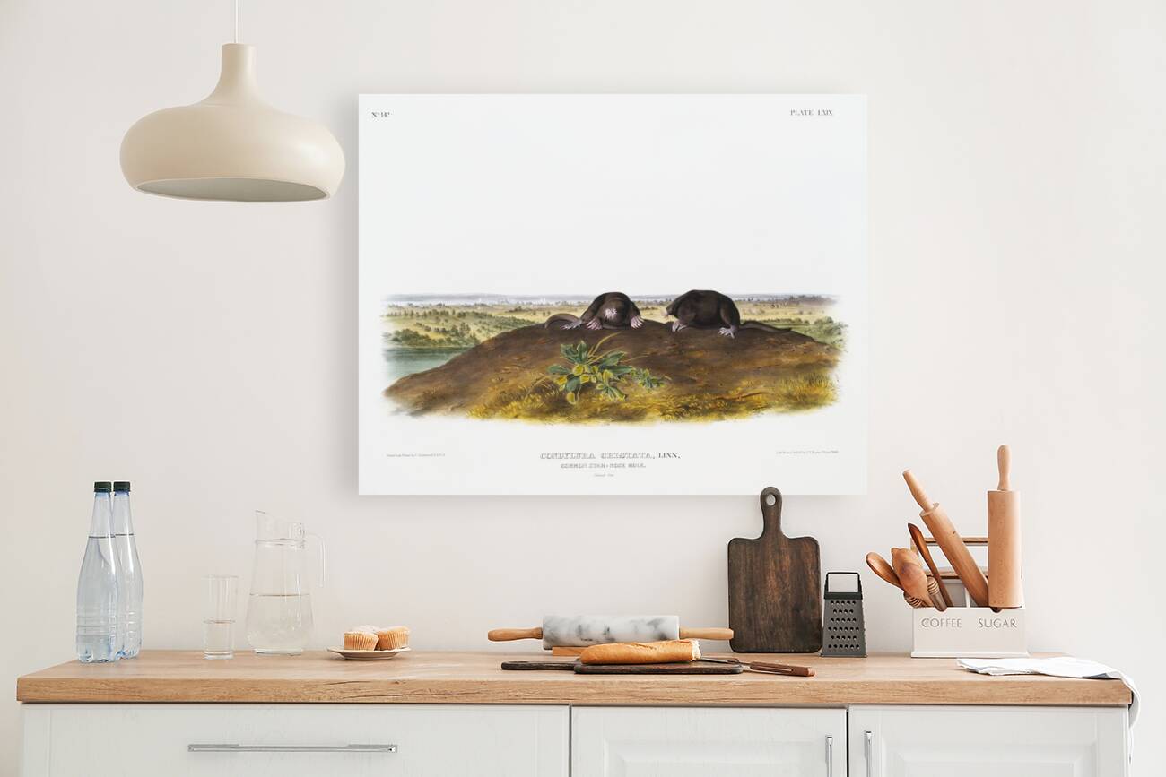 Star-nose Mole Condylura cristata  Reproduction