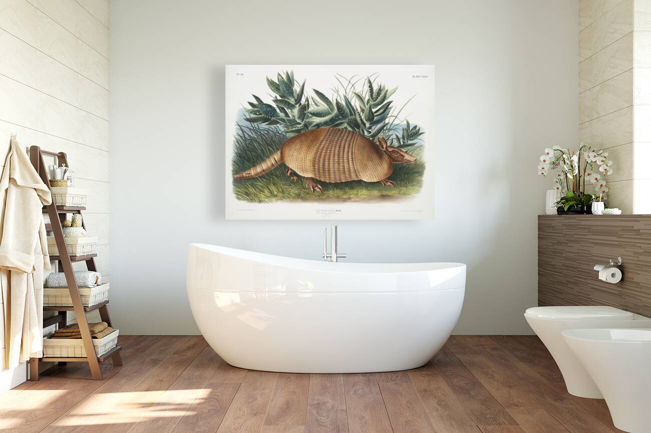 Nine-banded Armadillo Dasypus Peba  Reproduction