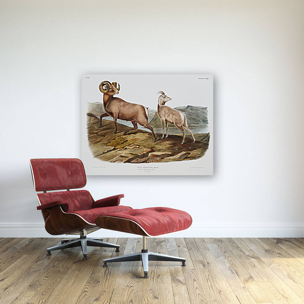 Rocky Mountain Sheep Ovis montana  Reproduction