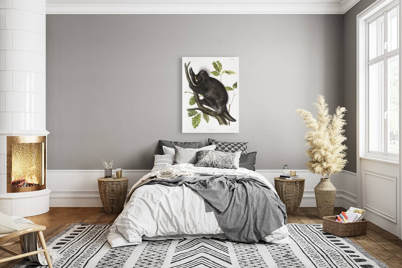 Canada Porcupine Nystrix dorsata  Reproduction