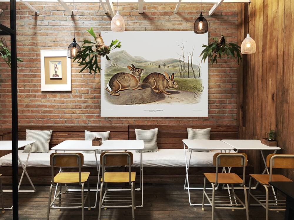 Hare Lepus Bachmani  Reproduction