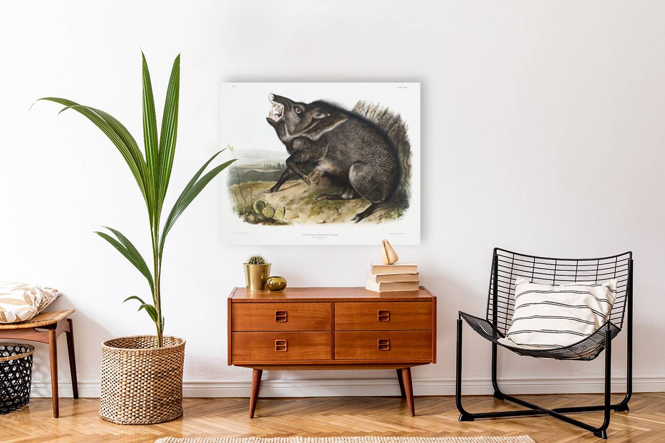 Collared Peccary Dycoteles torquatus  Reproduction