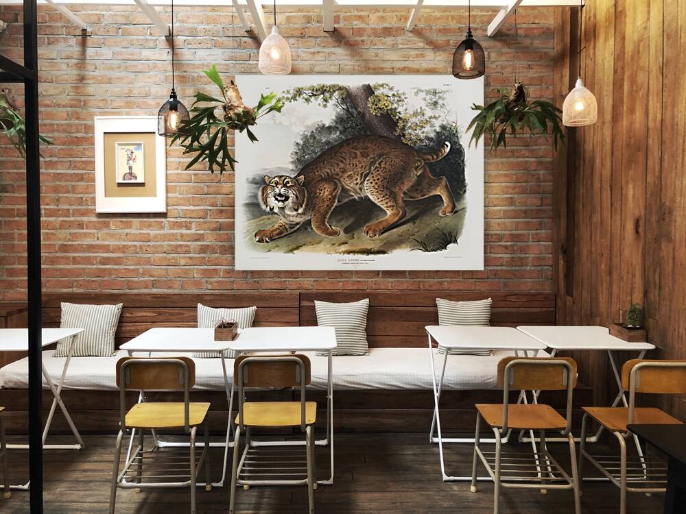 American wild cat Lynx rufus  Reproduction