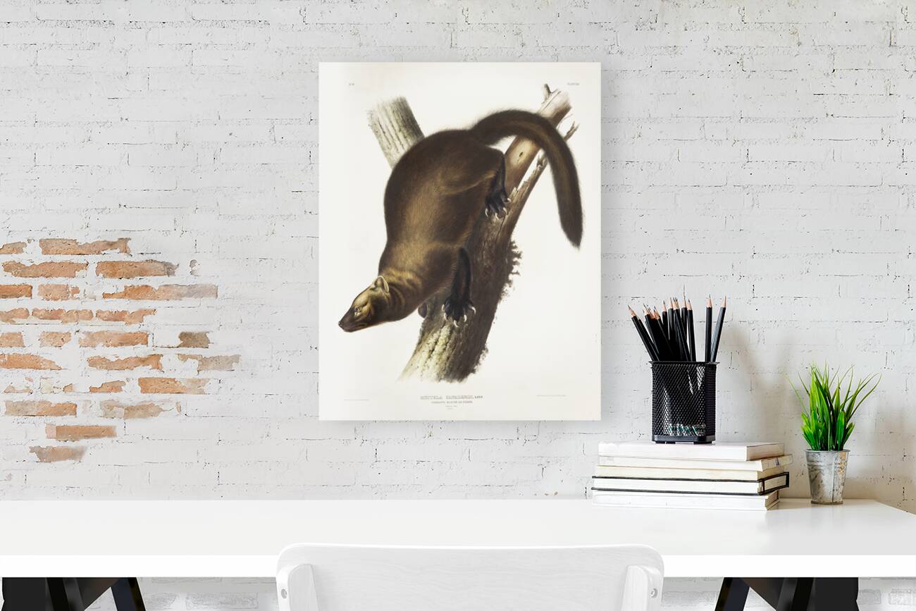 Marten Mustela Canadensis  Reproduction