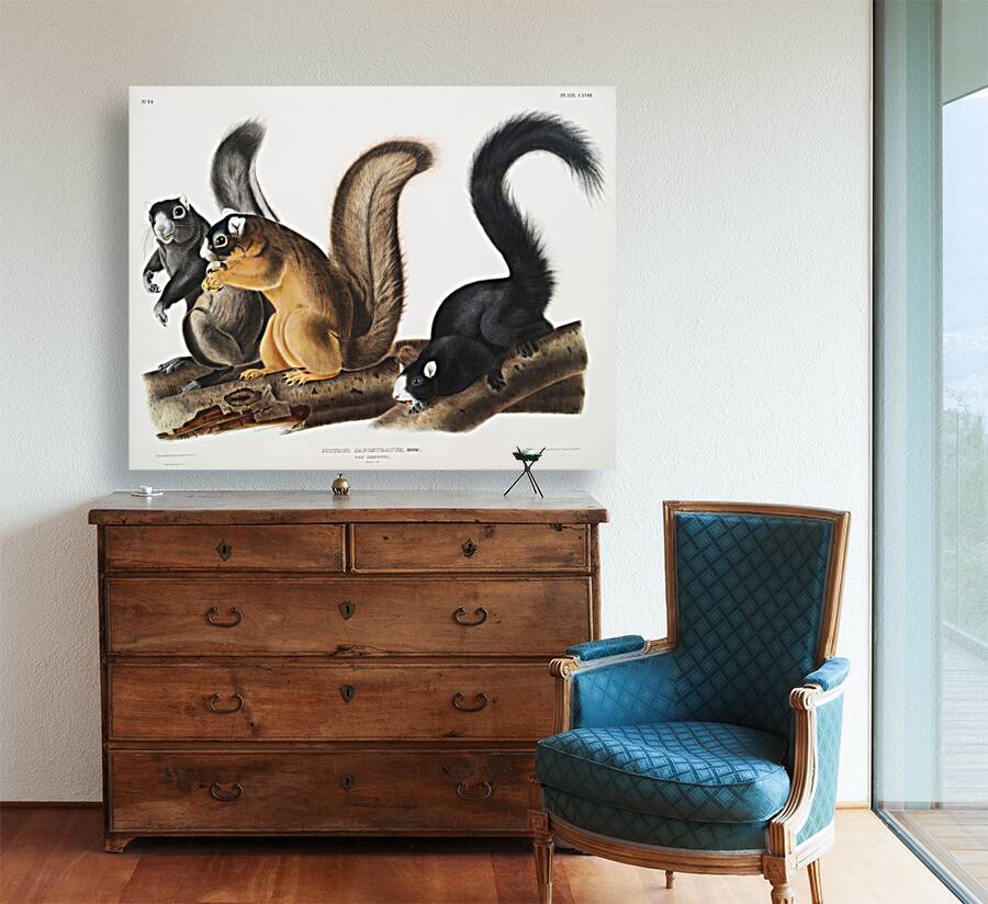 Fox Squirrel Sciurus capistratus  Reproduction