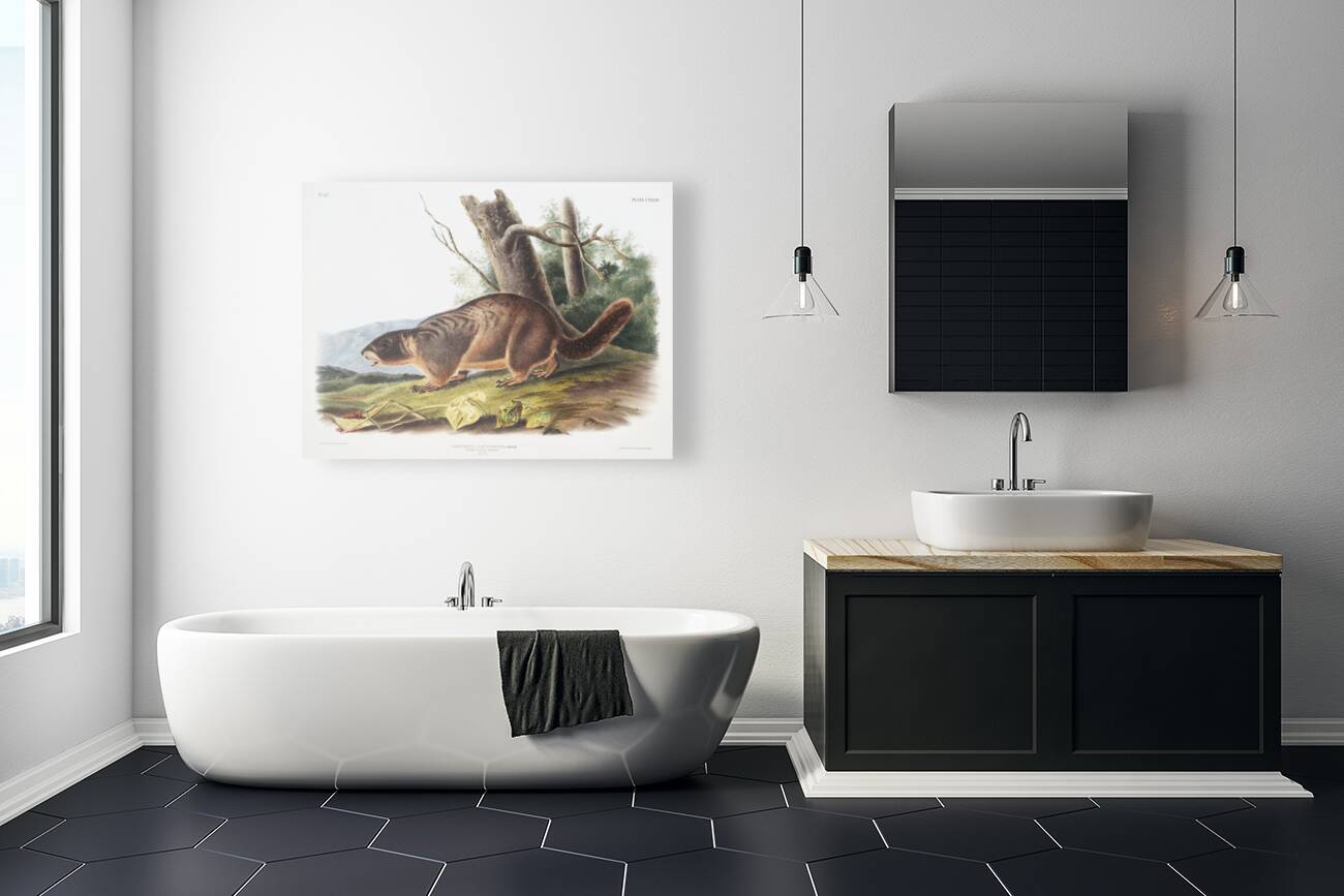 Cat Squirrel Sciurus cinereus  Reproduction